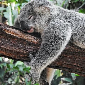 The Eucalyptus Bath