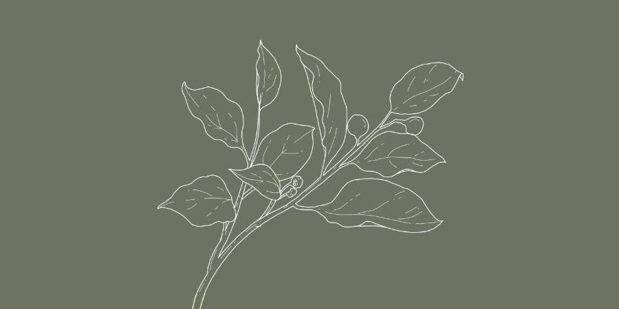 Ho Leaf Dark